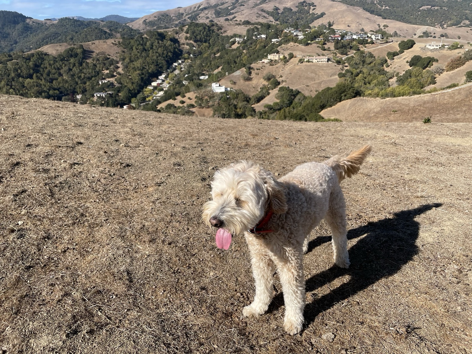 A doodle on a golden hillside above the Ross Valley