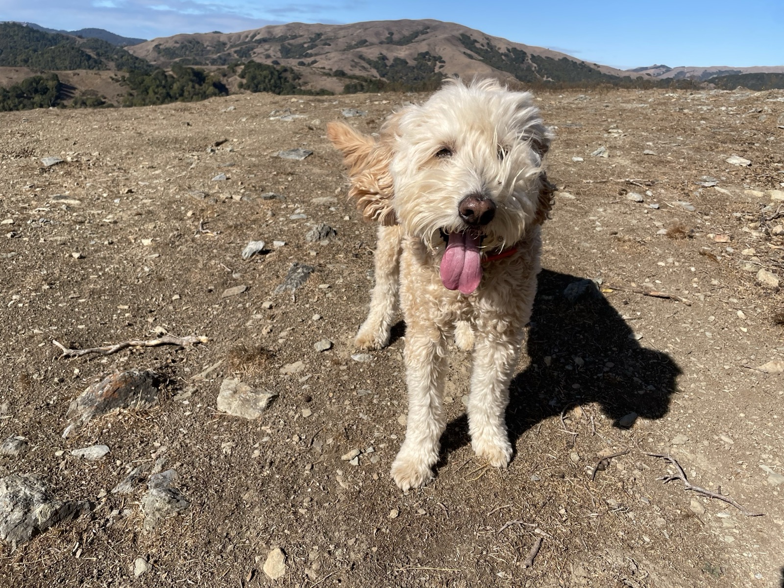 A doodle sitting on an open ridge, hills rolling behind
